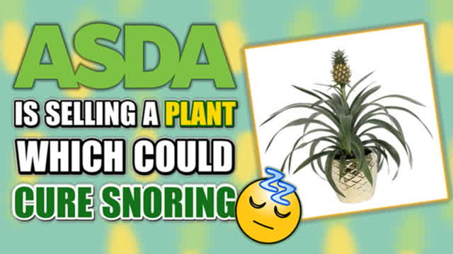 ASDA is selling a plant which could help cure snoring