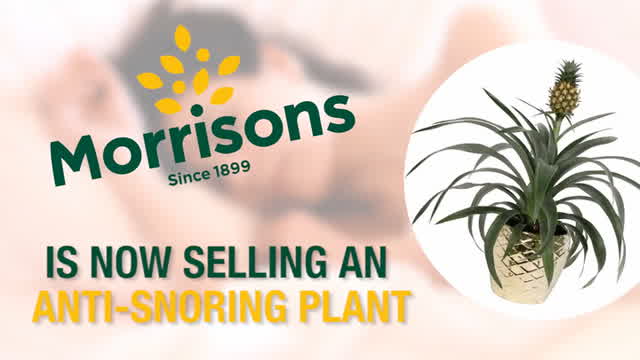 buy snake plant canada Bantel's Sensation Snake Plant - 10" Pot