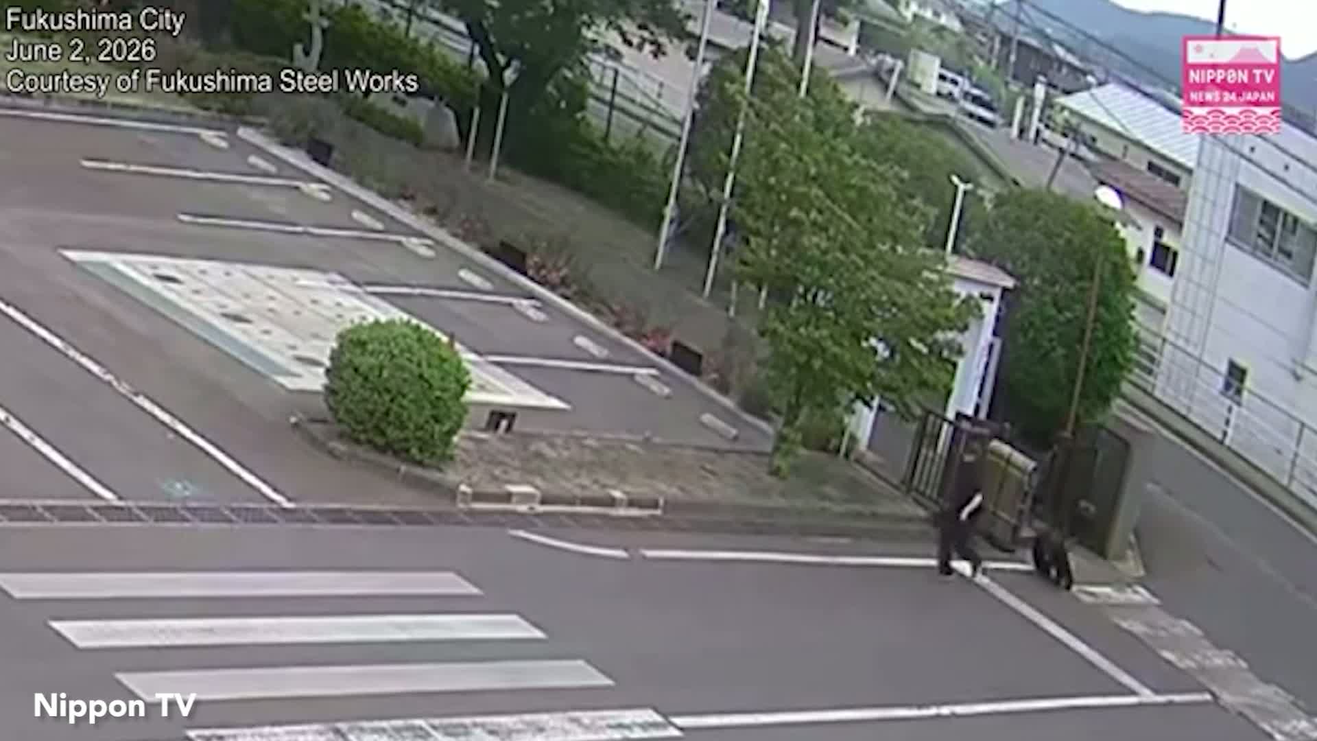 Bear Sighting Near Tokyo Forces 100 Schools to Close, Japan on Alert