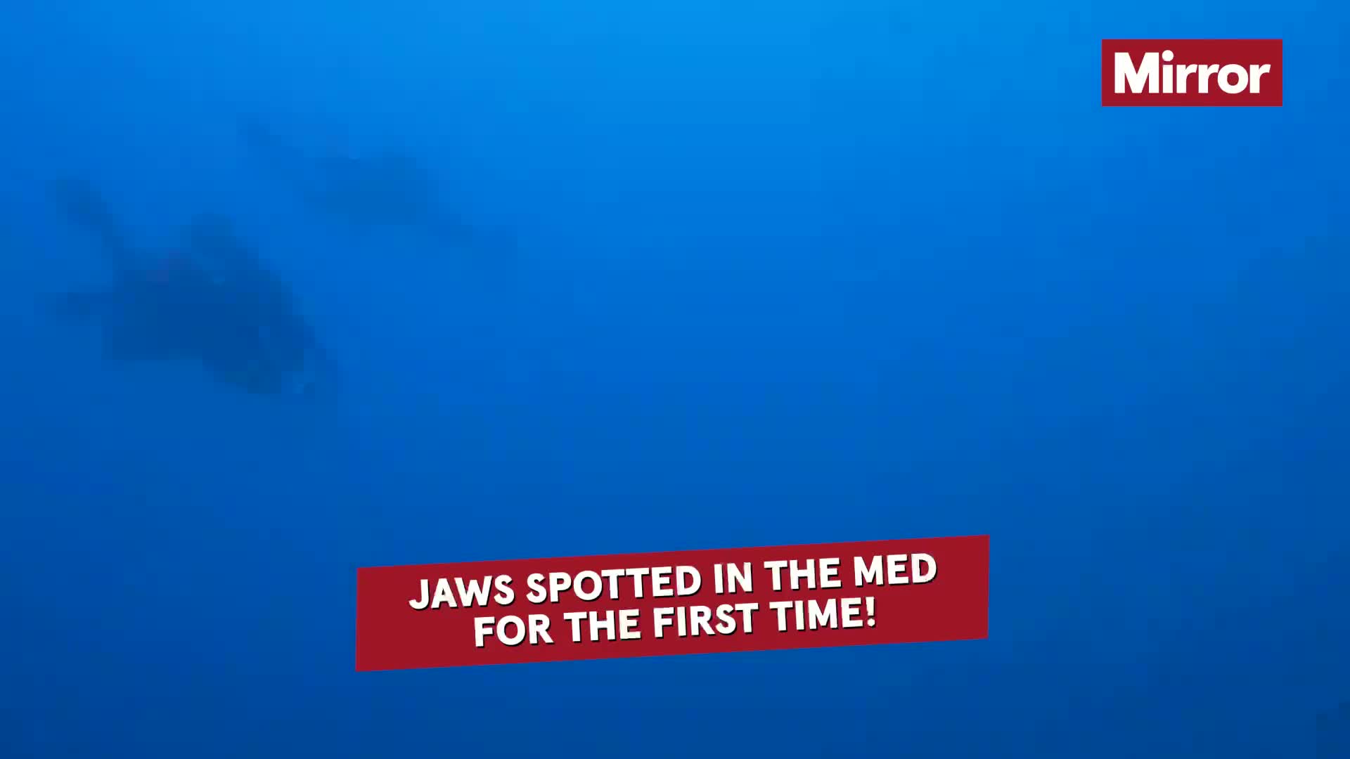 Rare Great White Shark Filmed Underwater in Mediterranean for First Time