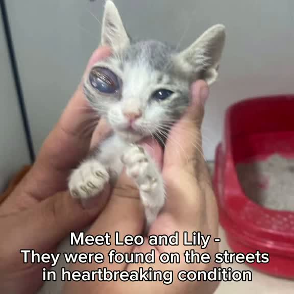 Cats with 'Alien Eyes' Struggle to Find Home Due to Appearance
