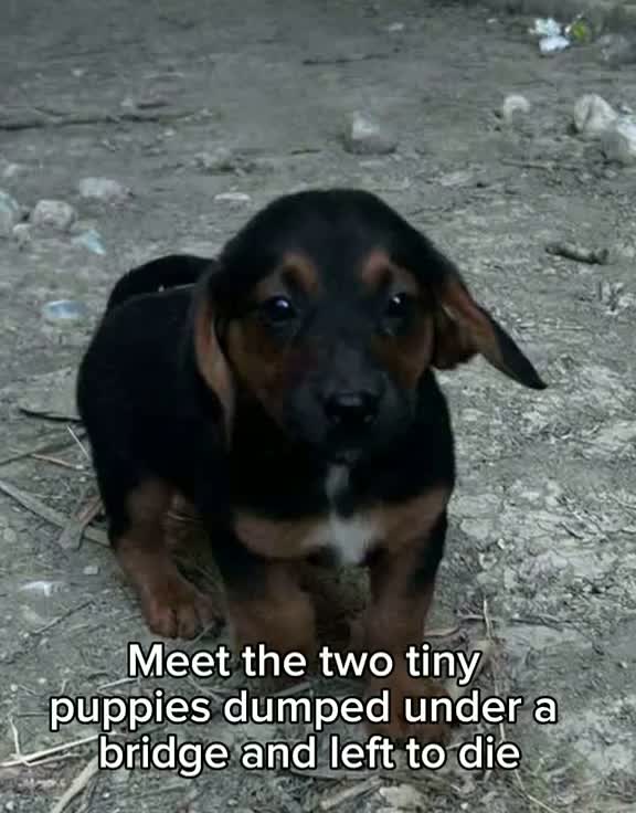 Tiny Puppies Dumped Under Bridge in Greece Need UK Homes