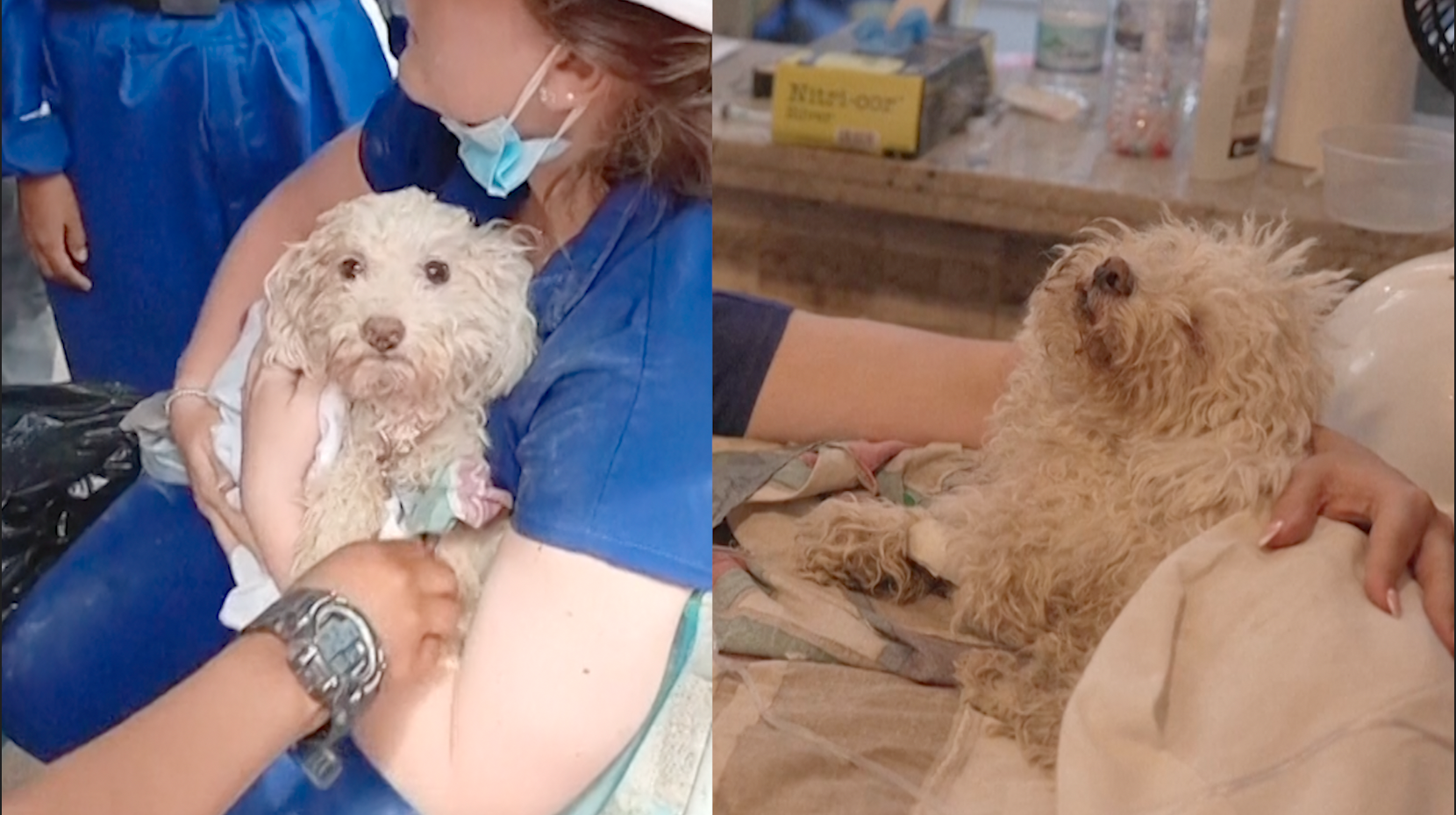 Dog rescued from Venezuela earthquake rubble after five days trapped