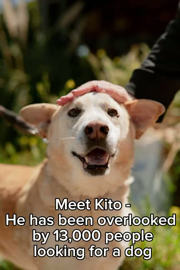 Dog Overlooked by 13,000 Adopters Because He's 'Nothing Special'