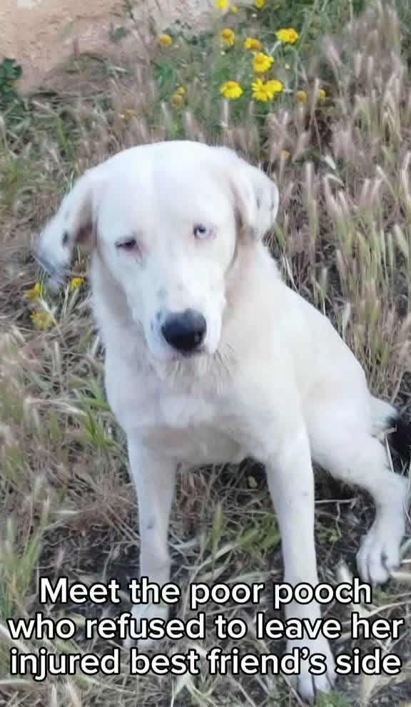 Loyal Dog Who Stopped Traffic to Save Injured Friend Seeks New Home