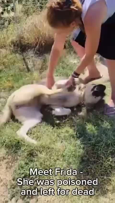 Frida the Kangal Cross Survives Poisoning, Seeks Forever Home