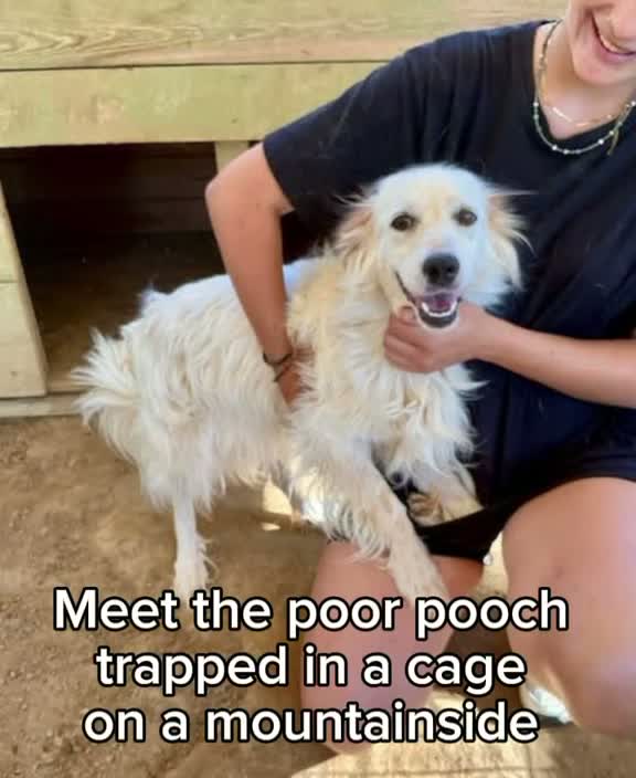 Desperate dog found crying in cage on remote mountainside needs new home
