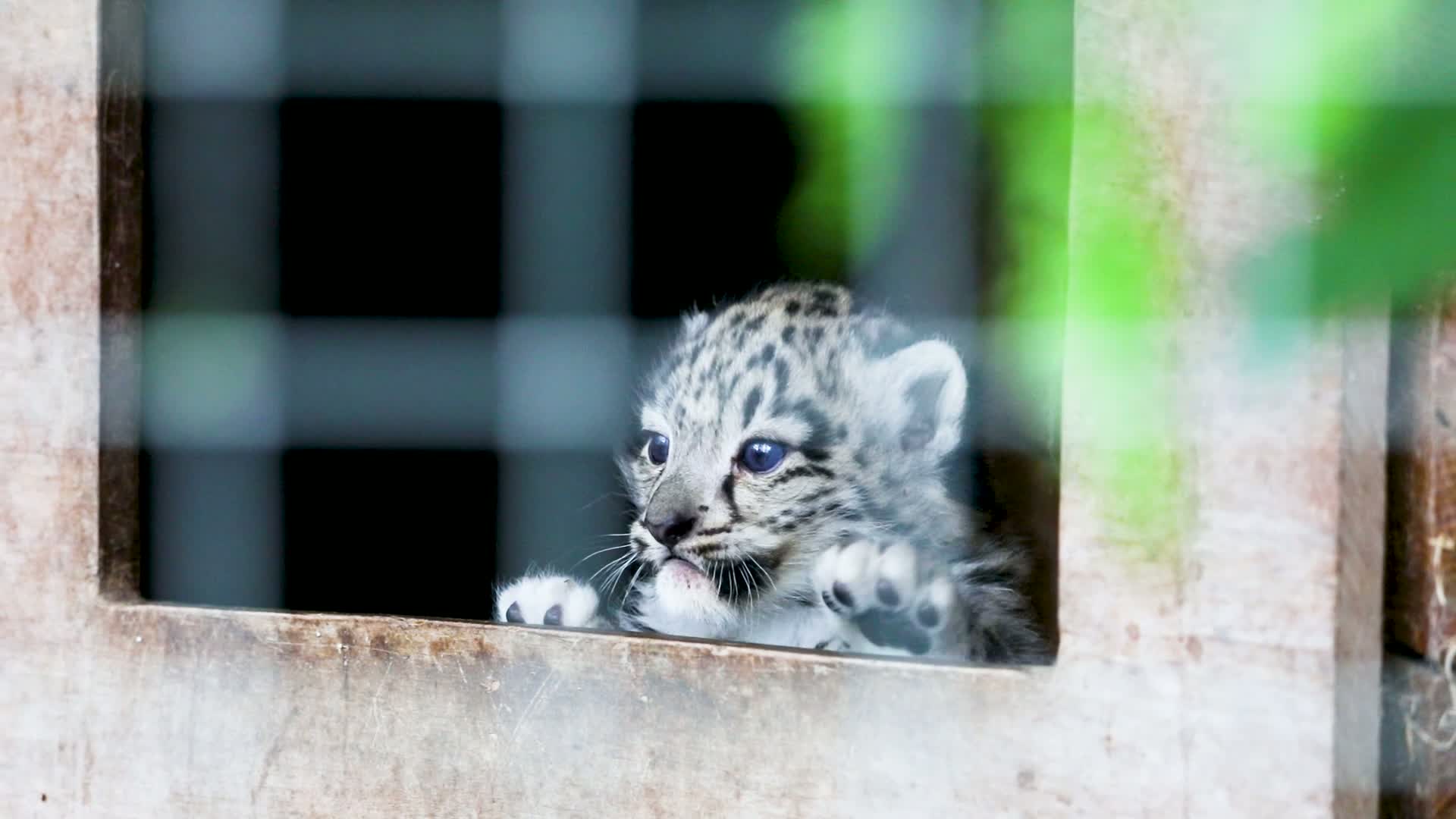 Snow Leopard Cubs Take First Steps at Edinburgh Zoo in Adorable Video