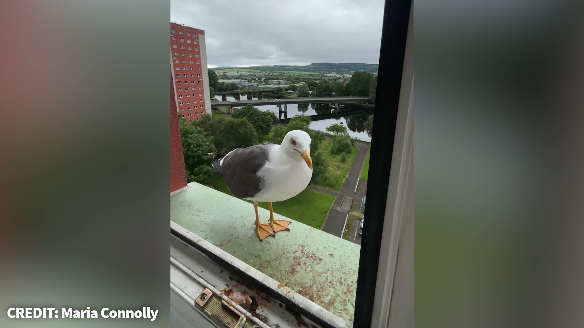 Granny spends fortune feeding seagull Joey fresh fish daily