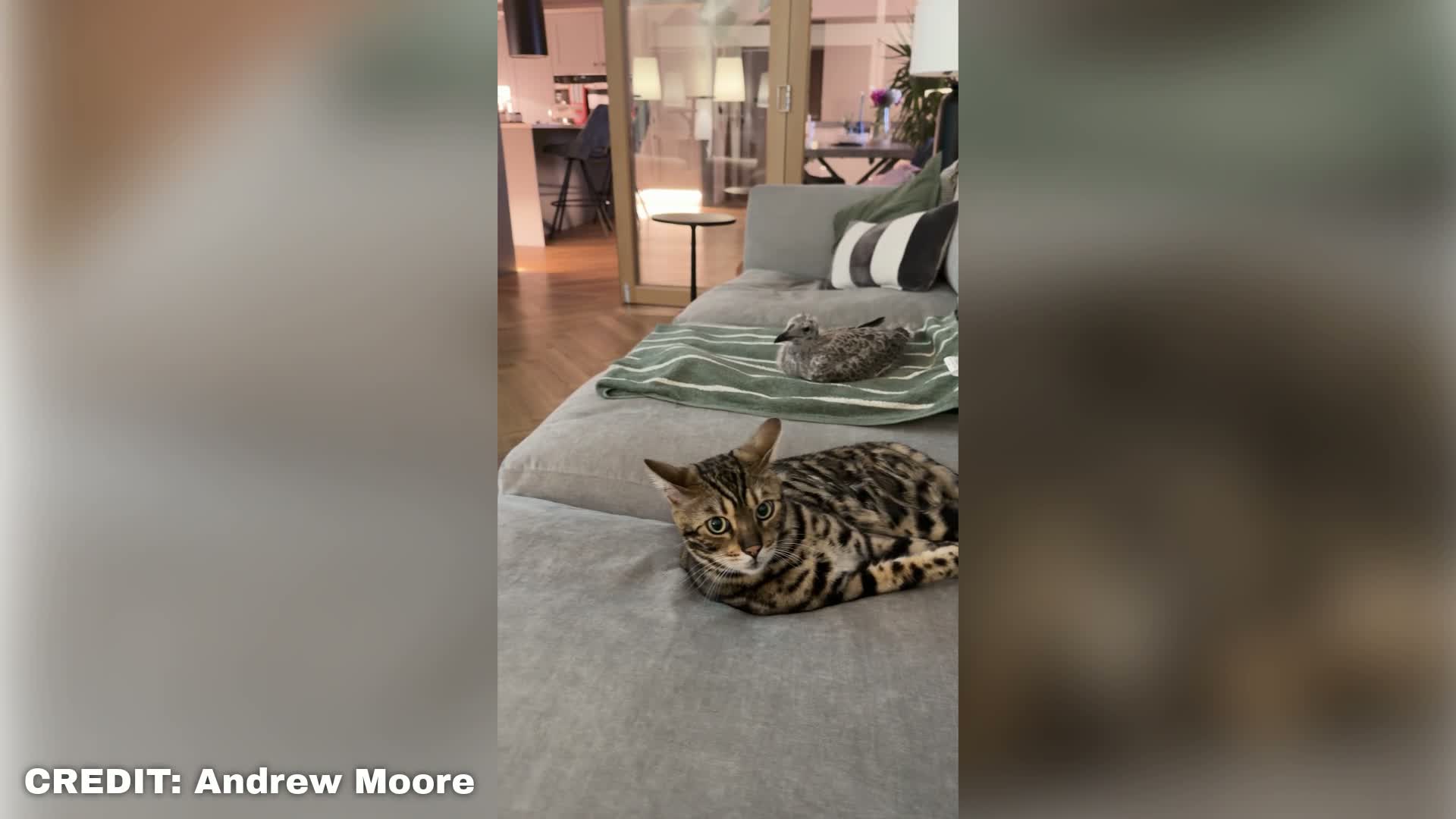 Baby seagull adopted by Bengal cats after falling from roof