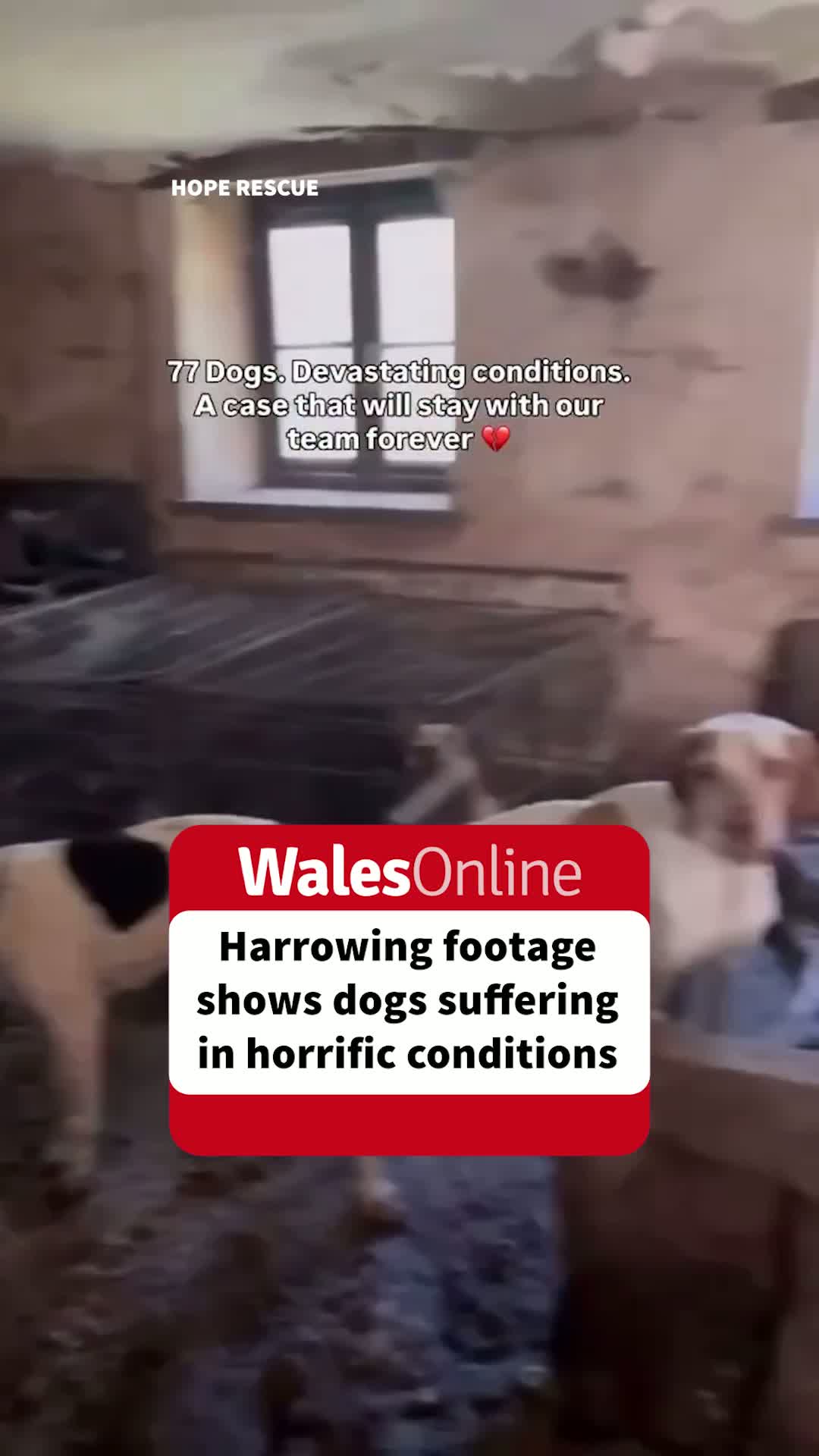 Former Crufts Winner Lynda Cooper Sentenced for Neglecting 77 Dogs
