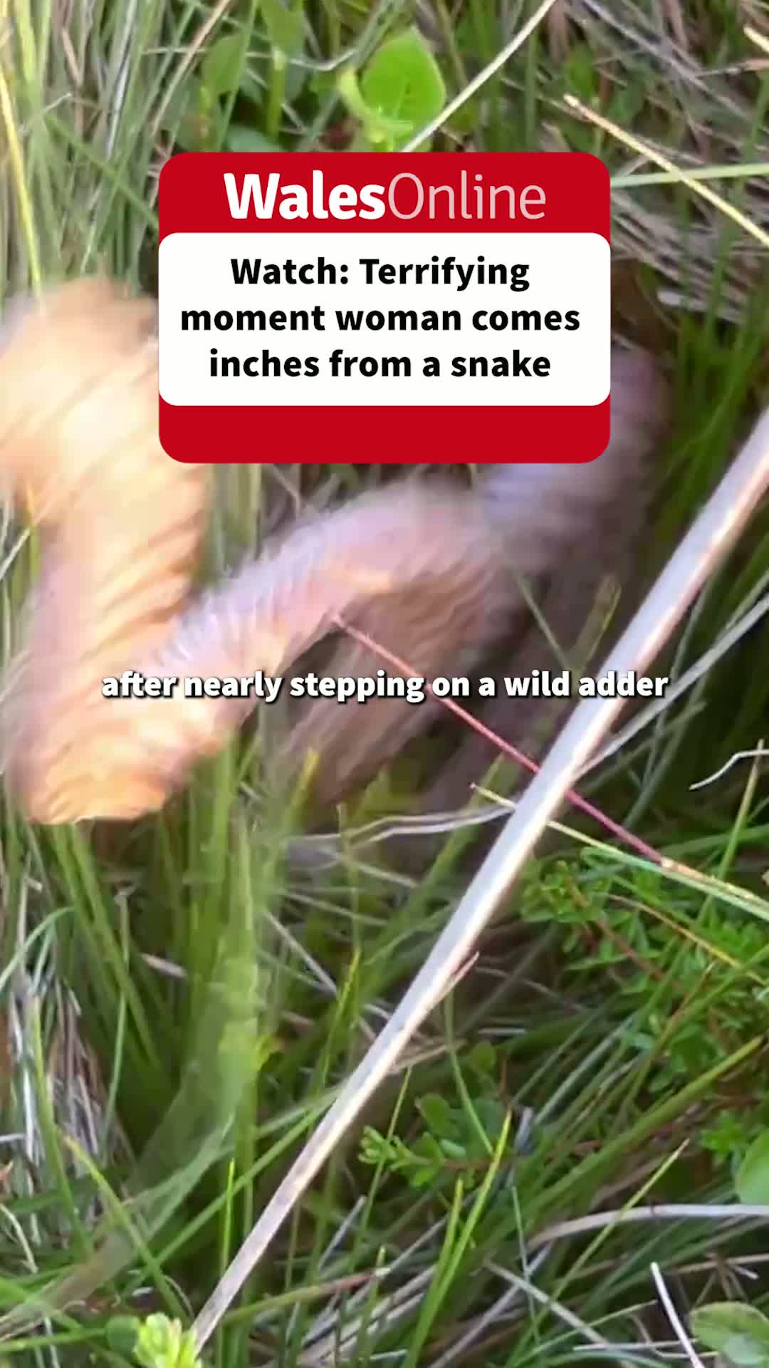 Woman Warns After Near Miss with Venomous Snake at Welsh Beauty Spot