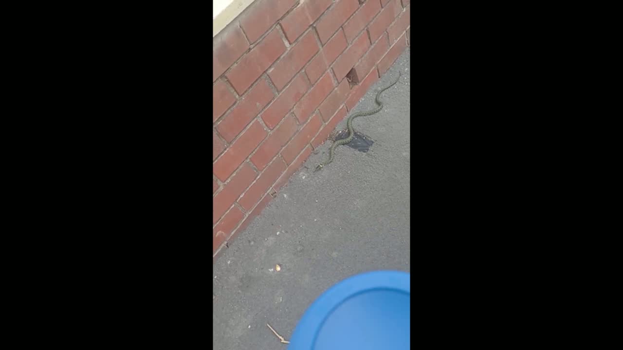 Snakes on loose in suburban streets cause stir in North Wales