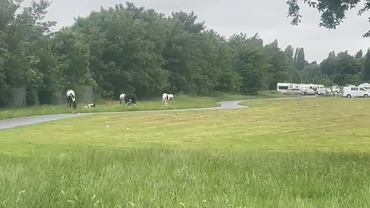 Travellers and Horses Set Up Camp in Kingstanding Park