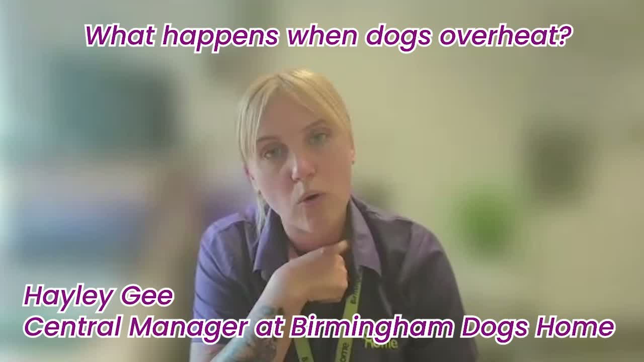 Birmingham Dog Owners Urged to Follow 'Common Sense' Tips This Heatwave