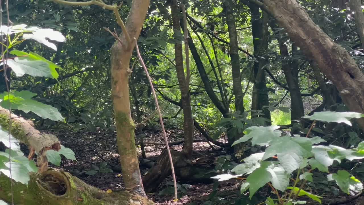 Rambler Claims Big Cat Killed Deer Found Near Solihull Woodland