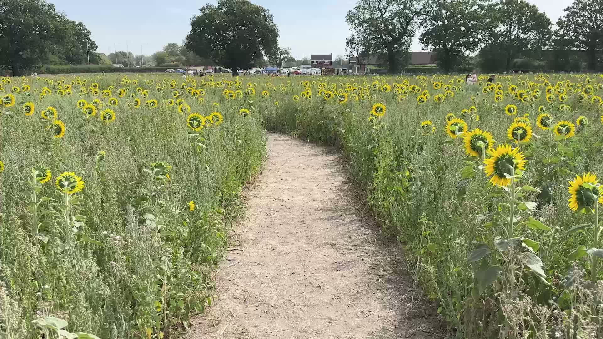 Free Sunflower Garden Party Every Day in August at Becketts Farm