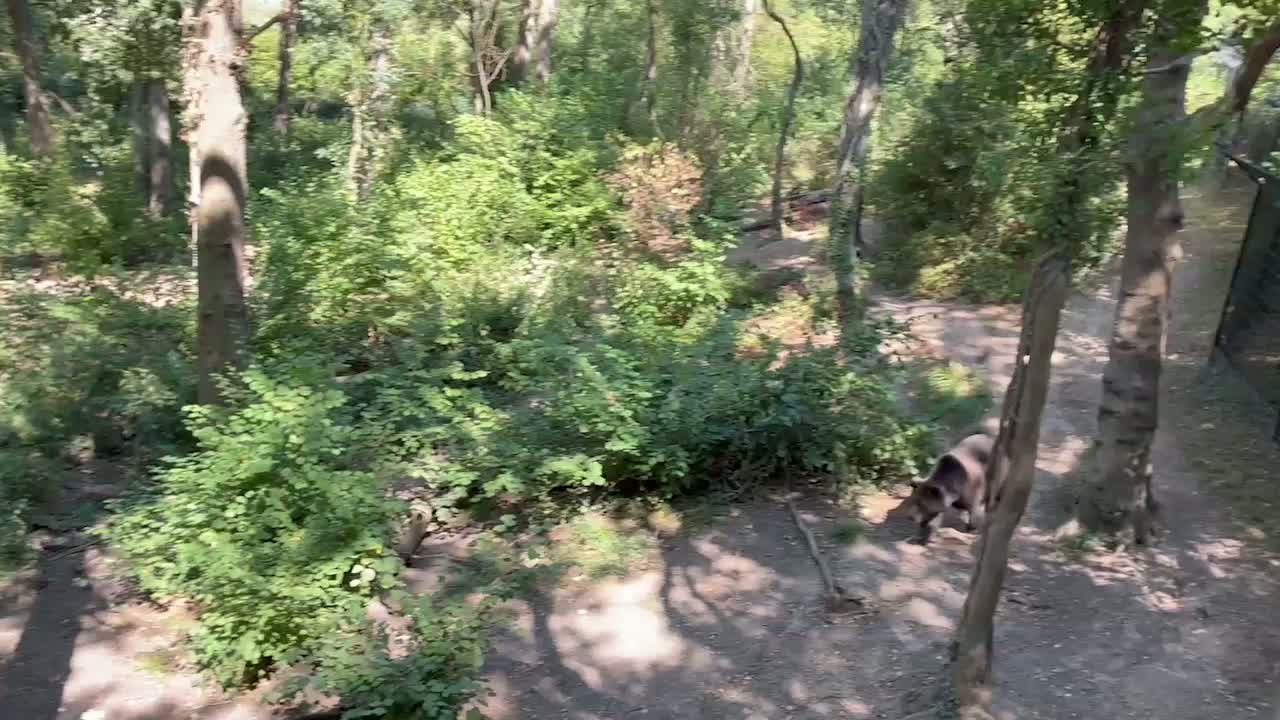I visited 'Bear Wood' and watched bears from a treetop walkway 80 mins from Brum