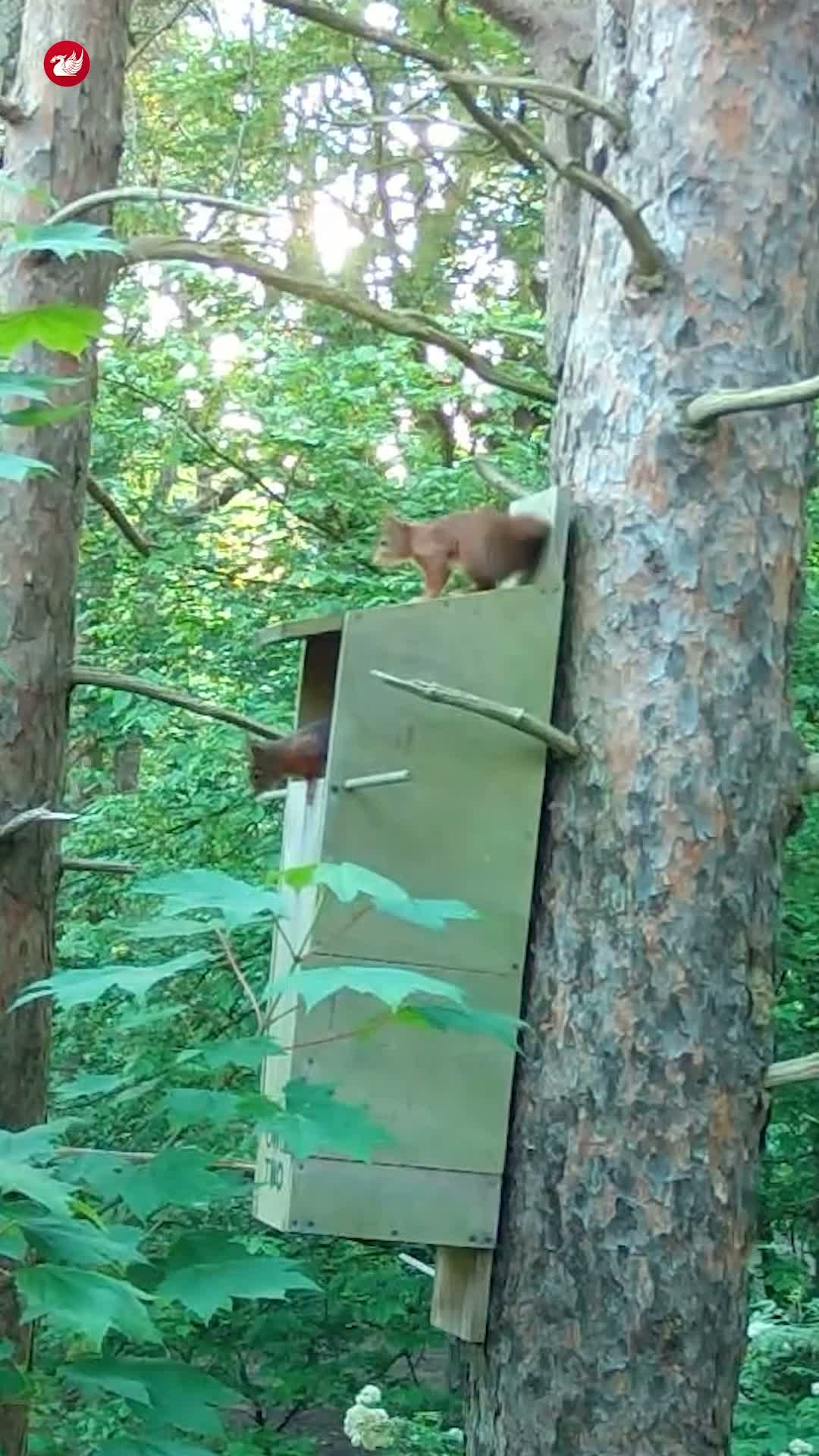 I Got Lost at National Trust Formby and Didn't See a Single Red Squirrel