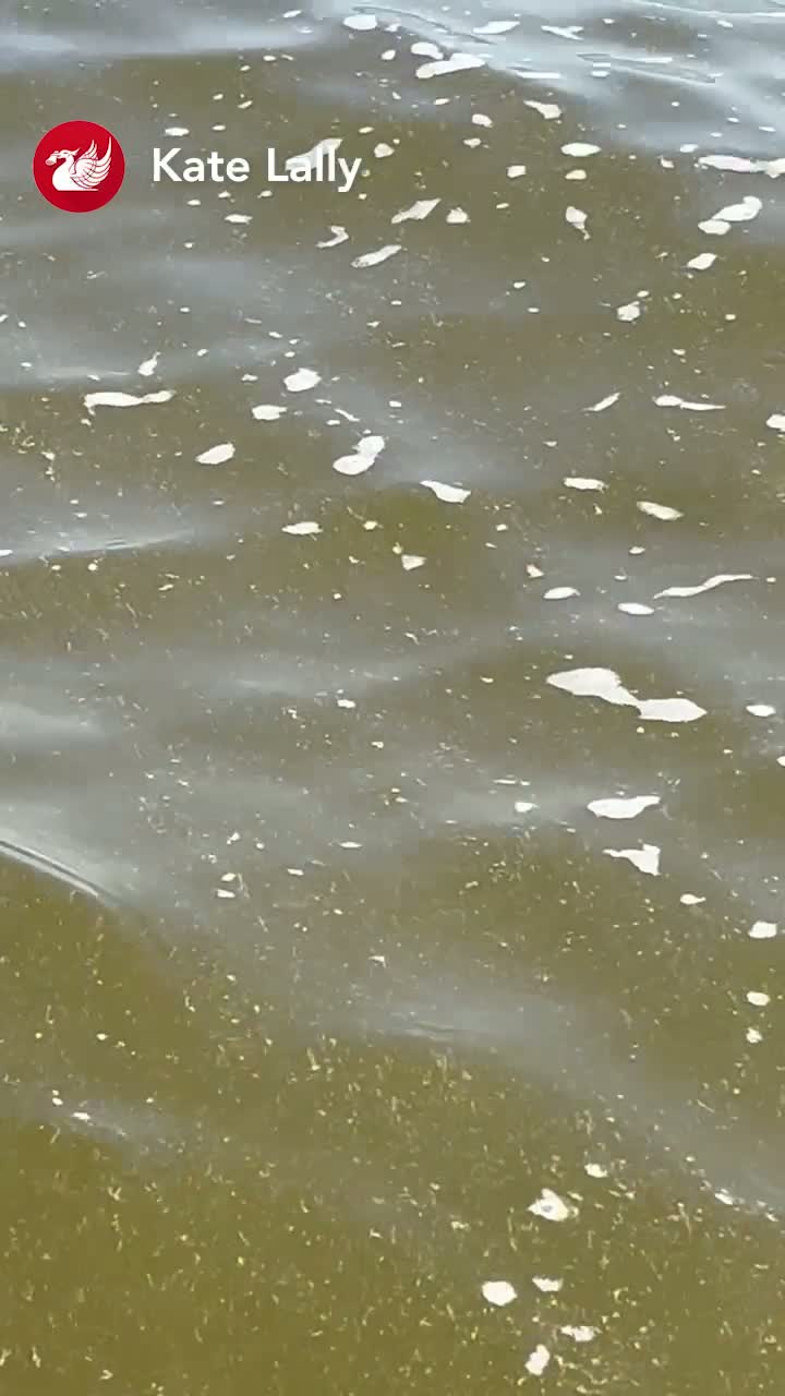 Jellyfish Spotted at Formby Beach: Swimmers Warned to Be Vigilant