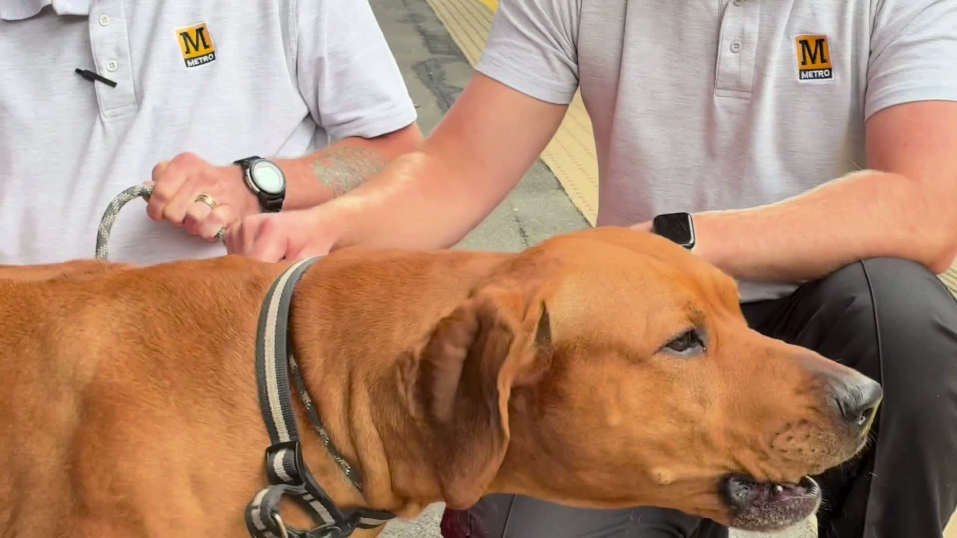 Northumberland man reunites with Metro staff who rescued his dog from tracks