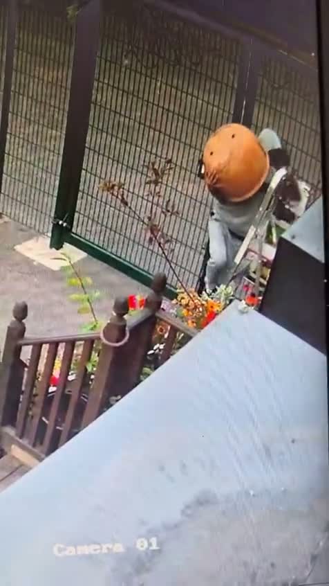 Bungling thief falls off ladder while stealing plant pots in Sunderland