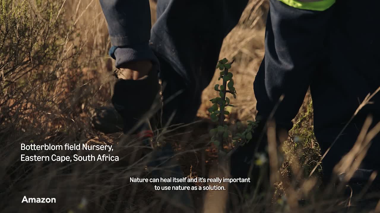 Amazon funds massive tree planting in South Africa twice size of Birmingham