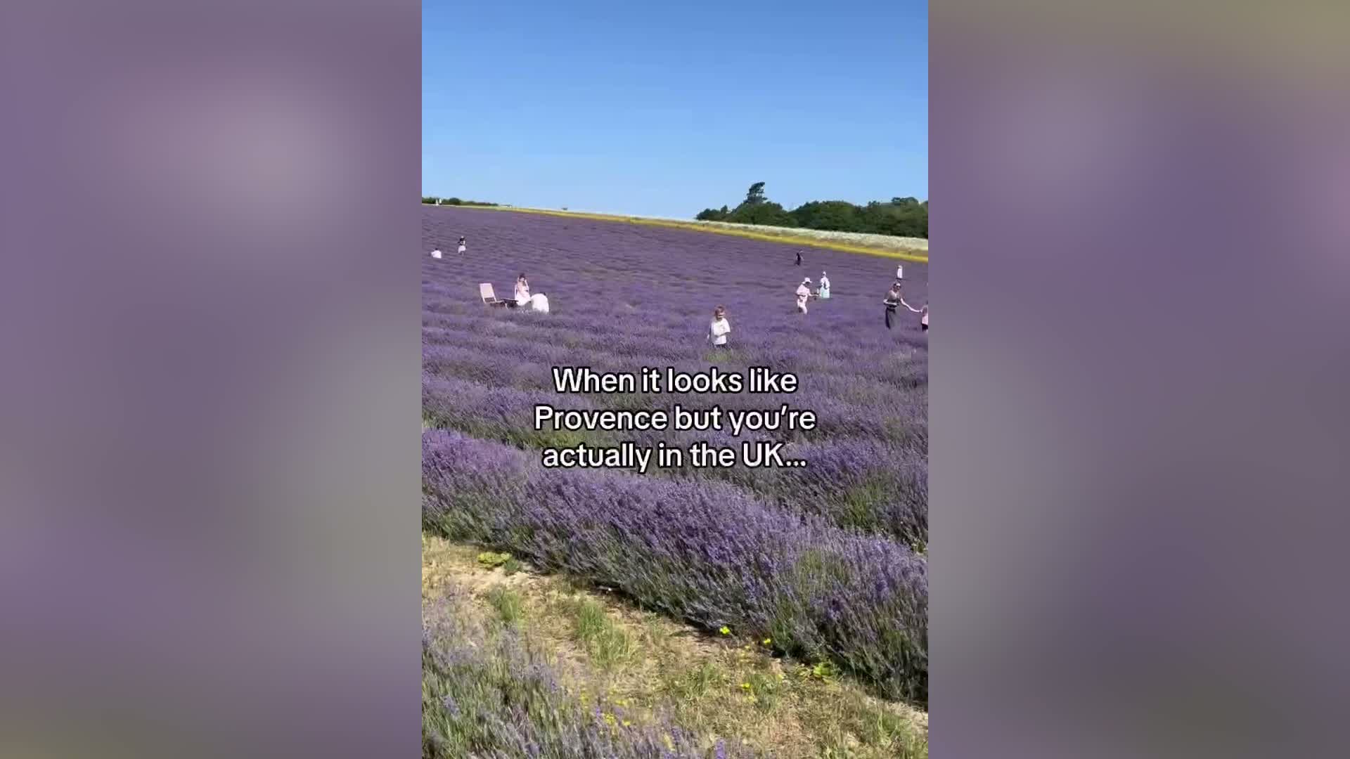 UK Lavender Farm Rivals Provence: A Visit to Lordington