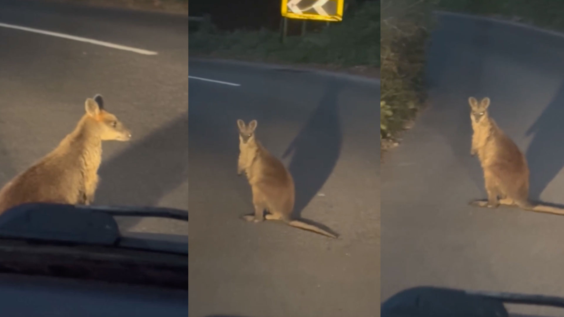 Mystery Wallaby Eludes Capture in Devon for Three Years