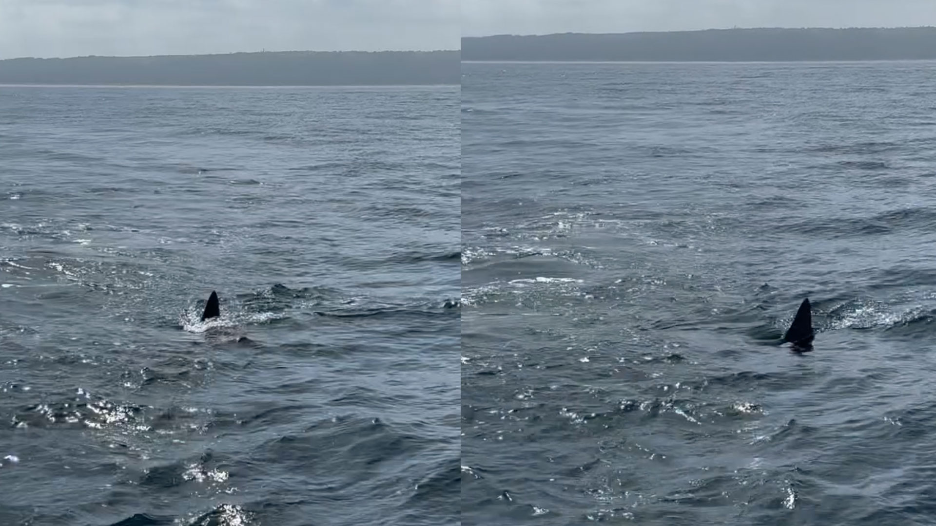 Mystery 13ft shark spotted off Portugal's Nazaré coast sparks fears