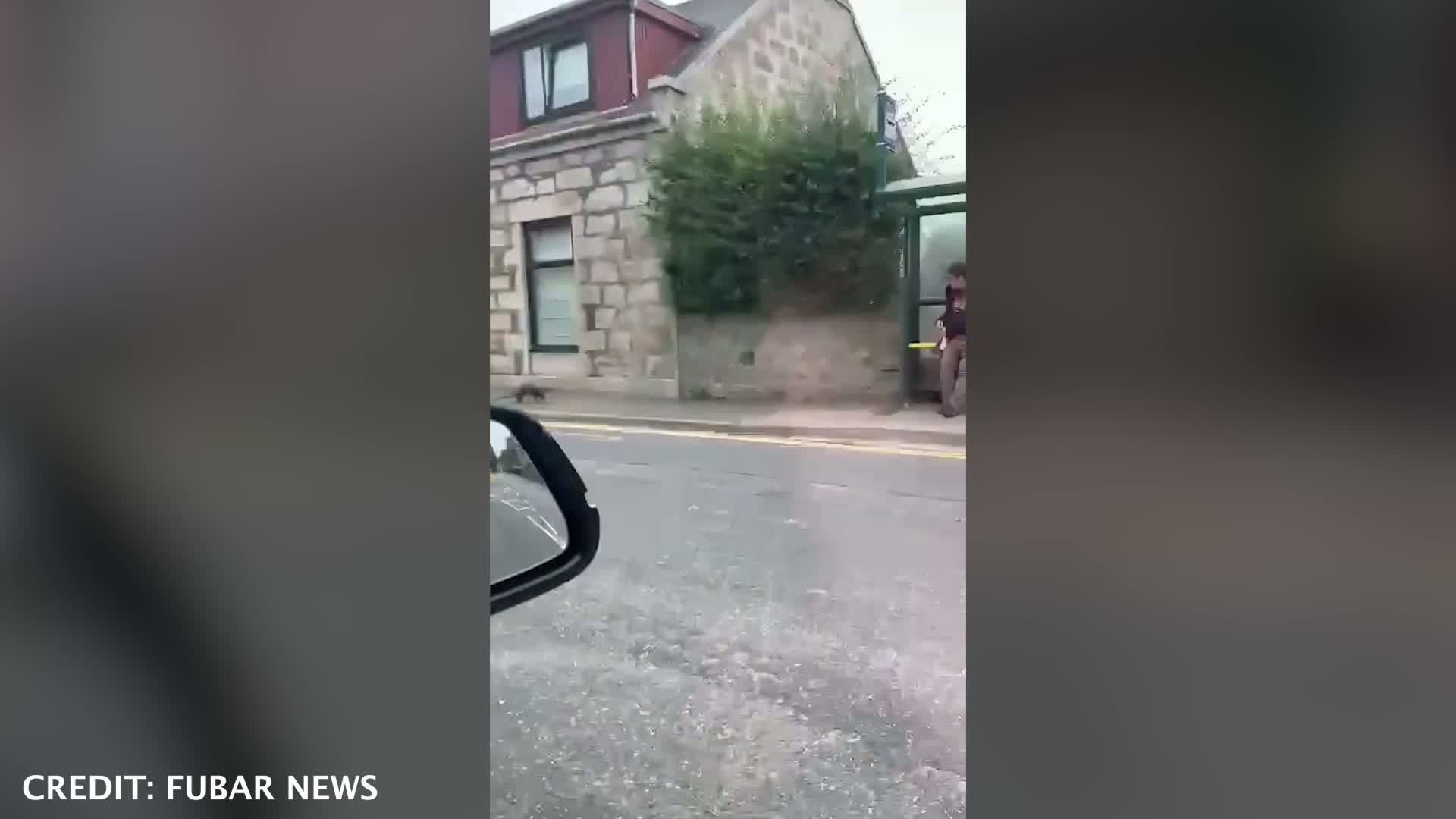 Tragic ending for otter spotted dashing along Inverurie street