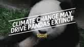 Climate Change Could Drive Pandas Extinct