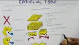 Epithelial Tissue - Complete discussion with the classificatin, functions and examples.