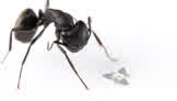 This is the Smallest Man-Made Flying Machine Ever Built